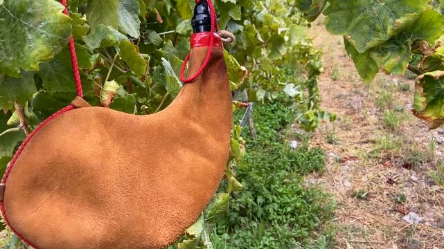 Leather handmade bota wineskin on autumn vineyard background in Tenerife, Canary Islands,Spain. Wine harvest season concept,4K.