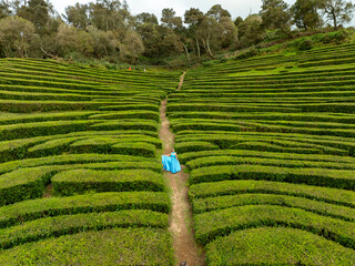 Maia, Portugal - 19 May 2025: Aerial view of the verdant, meticulously patterned tea plantations, a vibrant tapestry of green contrasting with the earthy tones of the narrow paths.