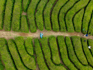Maia, Portugal - 19 May 2025: Aerial view of vibrant green tea plantation rows curving across the landscape, with workers dotting the scene like tiny figures in a vast canvas.