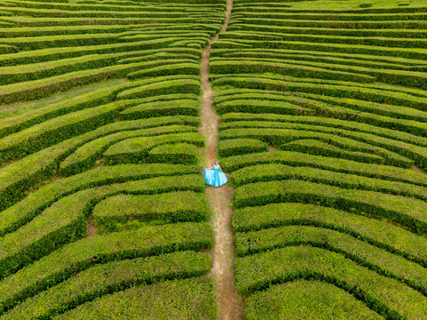 Maia, Portugal - 19 May 2025: Aerial view of the vibrant green tea plantations, a blue tent pitched amidst the symmetrical rows creating a striking contrast.