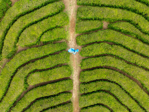 Maia, Portugal - 19 May 2025: Aerial view of a solitary figure in azure amidst the vibrant green maze of the tea plantation's intricate rows.