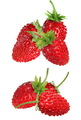 cluster of wild strawberries with stems on black