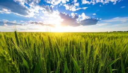 A vibrant expanse of green wheat fields stretches under a dramatic sunset sky, showcasing a breathtakingly beautiful summer scene.