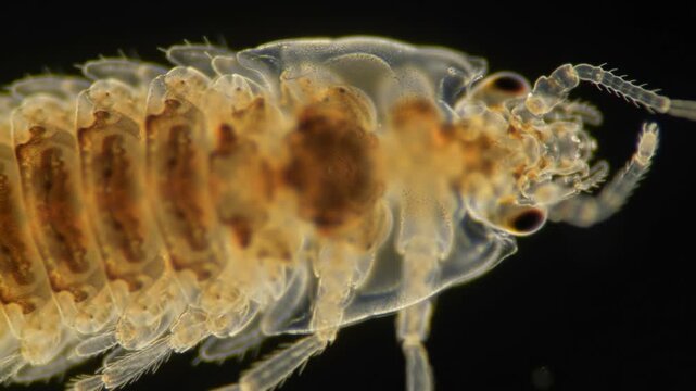 Captivating microscopic view revealing the intricate anatomy of a translucent water flea