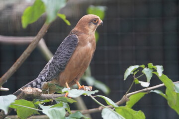 The red-footed falcon (Falco vespertinus) is a small member of the falcon family Falconidae. Walsrode Bird Park, Germany.
