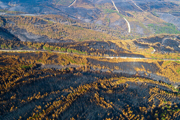 The vast devastation of a burnt forest covering rolling hills The Environmental Impact