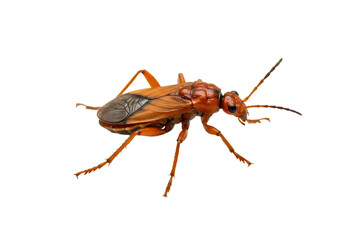 Stunning Macro Photography Detailed View of a Vibrant Orange Insect isolated on transparent background