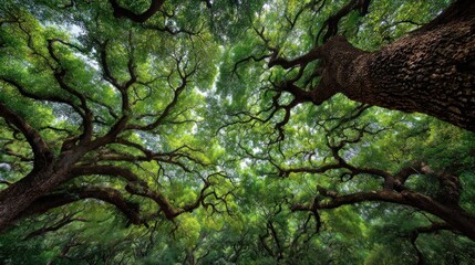 Enchanting Canopy: A Verdant Forest Ceiling with Intertwined Branches