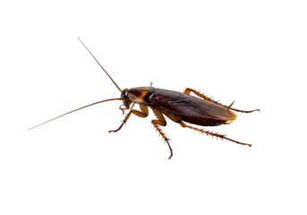 Brown cockroach insect detailed studio shot transparent background