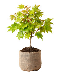 Fresh Green Maple Sapling in Burlap Ready for Planting