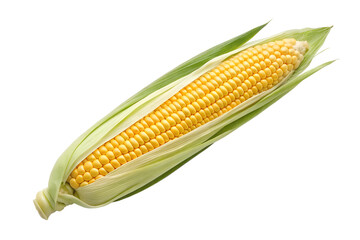 Fresh Yellow Corn on White Background