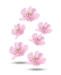 pink cherry blossom flowers scattered artistically on black