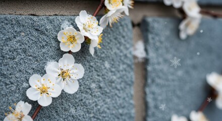 Fototapeta premium White Cherry Blossoms with Snowflakes on Stone Texture