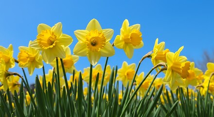 Sunlit Daffodil Dance