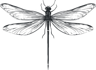 Detailed illustration of a dragonfly showcasing its intricate wings and body structure. Black on transparent background.