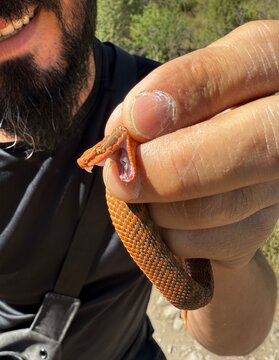 Close up of a snake held in human hands with open mouth and visible fangs. Detailed view of reptile head and teeth, dangerous wildlife concept