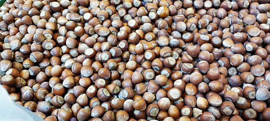 It's hazelnut harvest season. Hazelnuts from 