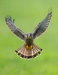 Fototapeta premium Falco columbarius (esmerejón) en pleno vuelo, alas extendidas, mostrando el detalle del plumaje y su silueta aerodinámica. Fondo completamente verde chroma key uniforme, sin sombras