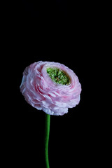 Minimalist pink ranunculus flower with green stem on a dark black background. Elegant floral composition perfect for posters, branding, interior decor, and modern design concepts. Copy space