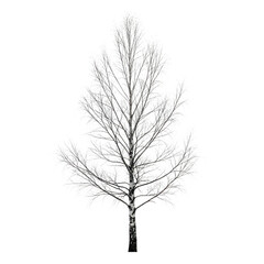 Obraz premium Isolated winter birch tree silhouette with white foliage and transparent background