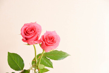Obraz premium ピンクのばら