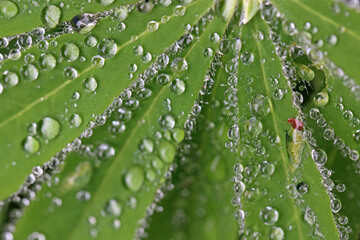 Lupin leaf with water drops after rain	