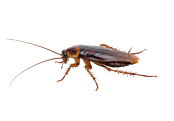 Cockroach insect brown closeup transparent background