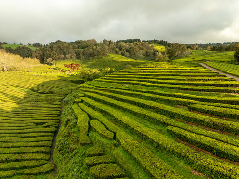 Aerial view of vibrant tea plantations cascade across rolling hills under a soft, diffused light, painting the landscape in shades of emerald, Maia, Azores, Portugal.