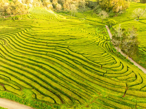 Aerial view of undulating green tea plantations cascade down the slopes, a vibrant tapestry woven with narrow pathways, contrasting with the dark shadows of scattered trees, Maia, Azores, Portugal.
