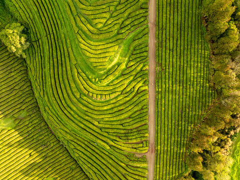 Aerial view of the verdant tea plantations, with rows of lush green bushes contrasting against the earthy tones of the central pathway, Maia, Azores, Portugal.