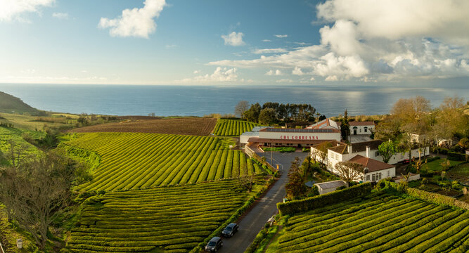 Aerial view of the vivid, green tea plantations contrasting against the blue ocean, with the Cha Gorreana tea factory nestled among them, Maia, Azores, Portugal.
