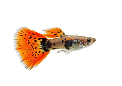 Colorful guppy fish with orange and black spotted fins aquatic animal transparent background