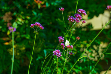 Fototapeta premium Butterfly in a colorful garden in bright sunlight in summer, Almere, Flevoland, The Netherlands, September, 2025