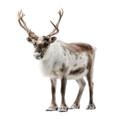 A solitary reindeer with magnificent antlers, standing proudly in a crisp, pristine composition.