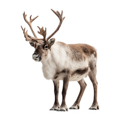 Fototapeta premium A striking caribou showcases its impressive antlers, standing proud in a pristine, isolated setting, a symbol of strength, resilience and wild beauty.