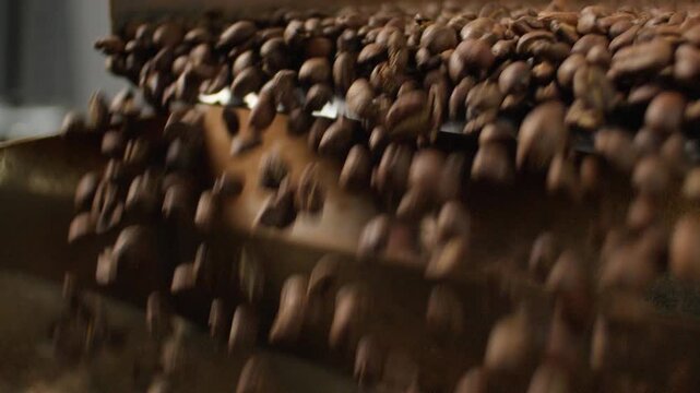 Close up falling flowing hot natural eco roasted coffee beans fall from industrial roasting machine roaster process in factory dark cocoa grains pouring from automated mechanism making production