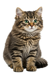 Fototapeta premium Cute kitten with green eyes sitting on transparent background