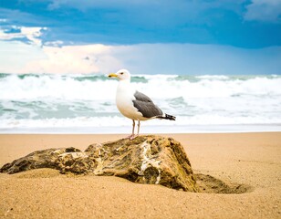 Seagull perched on a rock at the beach