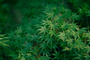 Green nature background with maple leaves