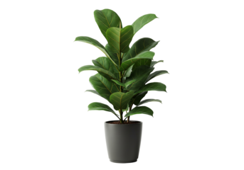 Fiddle leaf fig plant in pot green leaves houseplant indoor decoration isolated transparent background