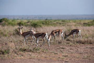 Herd of Antelope in wild of Kenya