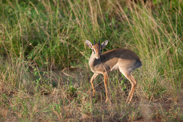 Dik Dik  little Antelope in the savannah