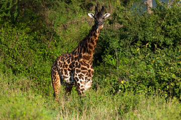 giraffe in the wild