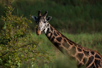 giraffe in the savannah