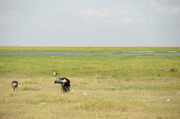 Crowns crane in the savannah of Africa