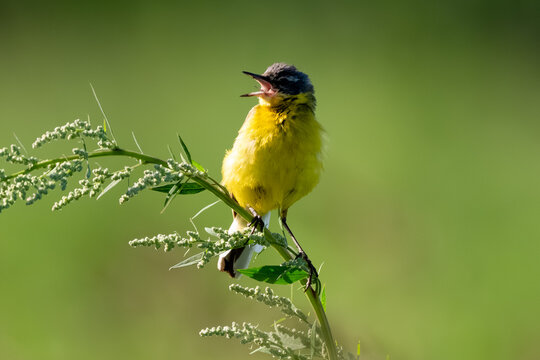 Yellow Wagtail Bird Sitting On Branch