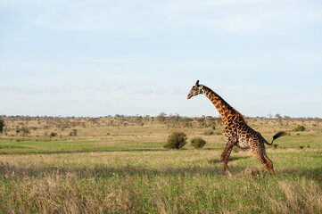 giraffe in the savannah