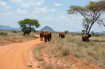 elephant in the savannah