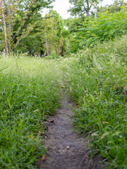 雑草に覆われた公園の遊歩道