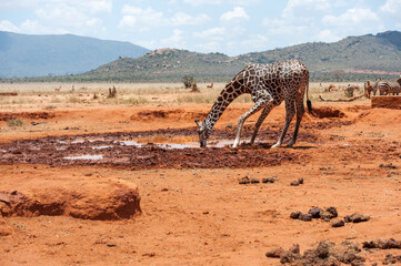giraffe in the savannah